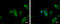 Queuine TRNA-Ribosyltransferase Catalytic Subunit 1 antibody, GTX118778, GeneTex, Immunofluorescence image 