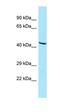 Gastric Inhibitory Polypeptide Receptor antibody, orb331254, Biorbyt, Western Blot image 