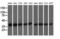 DnaJ Heat Shock Protein Family (Hsp40) Member A2 antibody, GTX84609, GeneTex, Western Blot image 