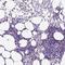 Killer Cell Lectin Like Receptor D1 antibody, PA5-64422, Invitrogen Antibodies, Immunohistochemistry frozen image 