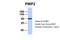 PWP2 Small Subunit Processome Component antibody, NBP1-52844, Novus Biologicals, Western Blot image 