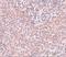 Nanog Homeobox antibody, A00153, Boster Biological Technology, Immunohistochemistry paraffin image 