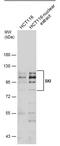 SKI Proto-Oncogene antibody, PA5-78166, Invitrogen Antibodies, Western Blot image 