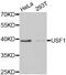 Upstream Transcription Factor 1 antibody, MBS126668, MyBioSource, Western Blot image 