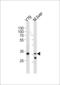 Y-Box Binding Protein 3 antibody, 57-891, ProSci, Western Blot image 