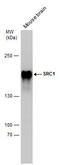 SRC1 antibody, GTX70250, GeneTex, Western Blot image 