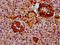 NOP53 Ribosome Biogenesis Factor antibody, LS-C680960, Lifespan Biosciences, Immunohistochemistry paraffin image 