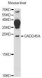 Growth arrest and DNA damage-inducible protein GADD45 alpha antibody, LS-C748536, Lifespan Biosciences, Western Blot image 