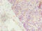 FGF1 Intracellular Binding Protein antibody, A50225-100, Epigentek, Immunohistochemistry paraffin image 