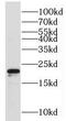 Mitochondrial Ribosomal Protein S28 antibody, FNab05359, FineTest, Western Blot image 