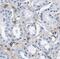 Parvin Alpha antibody, FNab06162, FineTest, Immunohistochemistry frozen image 