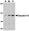 Caspase 5 antibody, TA306198, Origene, Western Blot image 