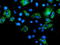 Adenylate kinase isoenzyme 4, mitochondrial antibody, TA502899, Origene, Immunofluorescence image 