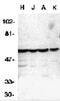 Caspase 10 antibody, 1128, ProSci Inc, Western Blot image 