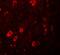 Zinc Finger And BTB Domain Containing 3 antibody, NBP1-76516, Novus Biologicals, Immunocytochemistry image 