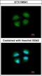 Mediator of RNA polymerase II transcription subunit 4 antibody, GTX108541, GeneTex, Immunofluorescence image 