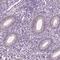 Epididymal sperm-binding protein 1 antibody, HPA044256, Atlas Antibodies, Immunohistochemistry frozen image 
