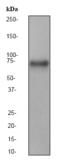 Yes Associated Protein 1 antibody, TA300956, Origene, Western Blot image 