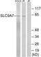 Solute Carrier Family 9 Member A7 antibody, TA315933, Origene, Western Blot image 
