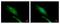 Eukaryotic Translation Initiation Factor 4 Gamma 2 antibody, NBP1-31469, Novus Biologicals, Immunofluorescence image 