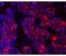 Mouse IgG antibody, 50-4010-80, Invitrogen Antibodies, Immunofluorescence image 