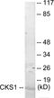 CDC28 Protein Kinase Regulatory Subunit 1B antibody, EKC1758, Boster Biological Technology, Western Blot image 