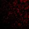 Plexin Domain Containing 1 antibody, A08584-1, Boster Biological Technology, Immunofluorescence image 