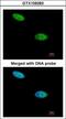 Dual Specificity Phosphatase 26 antibody, GTX109283, GeneTex, Immunofluorescence image 