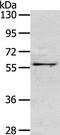 Olfactomedin 3 antibody, PA5-50866, Invitrogen Antibodies, Western Blot image 