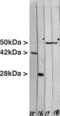 Vimentin antibody, MBS415002, MyBioSource, Western Blot image 