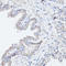 Microtubule Associated Protein 1 Light Chain 3 Beta antibody, LS-C746931, Lifespan Biosciences, Immunohistochemistry frozen image 