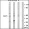 SS18 Subunit Of BAF Chromatin Remodeling Complex antibody, orb96315, Biorbyt, Western Blot image 