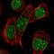 Protein SCAI antibody, HPA020632, Atlas Antibodies, Immunofluorescence image 