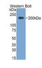 Mouse IgE antibody, LS-C294570, Lifespan Biosciences, Western Blot image 