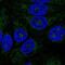 Abhydrolase Domain Containing 11 antibody, NBP1-87254, Novus Biologicals, Immunofluorescence image 