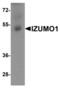 Izumo Sperm-Egg Fusion 1 antibody, LS-C358488, Lifespan Biosciences, Western Blot image 