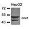 SHC-transforming protein 1 antibody, orb14688, Biorbyt, Western Blot image 