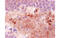 Neuropeptide Y antibody, MBS838567, MyBioSource, Immunohistochemistry frozen image 