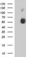 Sialic acid-binding Ig-like lectin 7 antibody, TA507389, Origene, Western Blot image 
