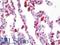 CD68 Molecule antibody, LS-B9985, Lifespan Biosciences, Immunohistochemistry paraffin image 