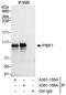 Progesterone Immunomodulatory Binding Factor 1 antibody, A301-155A, Bethyl Labs, Immunoprecipitation image 