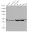 Steroid hormone receptor ERR2 antibody, 66818-1-Ig, Proteintech Group, Western Blot image 
