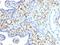 S100 Calcium Binding Protein A4 antibody, AE00151, Aeonian Biotech, Immunohistochemistry paraffin image 