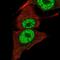 PI3 Kinase p110 beta antibody, NBP2-56397, Novus Biologicals, Immunocytochemistry image 