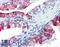 Si antibody, LS-B2662, Lifespan Biosciences, Immunohistochemistry frozen image 