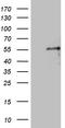 Pancreas Associated Transcription Factor 1a antibody, CF810965, Origene, Western Blot image 
