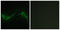 Adenylate Cyclase 7 antibody, LS-C198593, Lifespan Biosciences, Immunofluorescence image 
