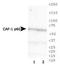 Chromatin Assembly Factor 1 Subunit B antibody, NB500-211, Novus Biologicals, Western Blot image 
