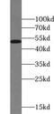 Zinc finger protein 36, C3H1 type-like 2 antibody, FNab09625, FineTest, Western Blot image 