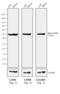 Rat IgG Isotype Control antibody, PA1-28573, Invitrogen Antibodies, Western Blot image 